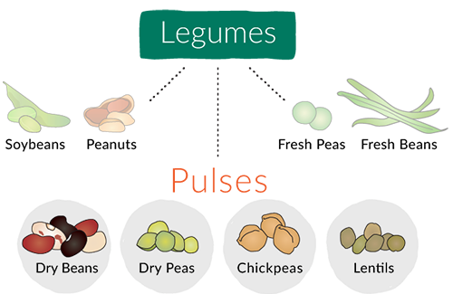 Legumes and vegetables: what is the difference? - Fondation Louis